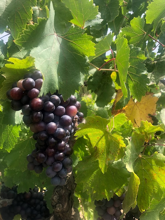 Indigenous Mallorcan Grapes - Mantonegro