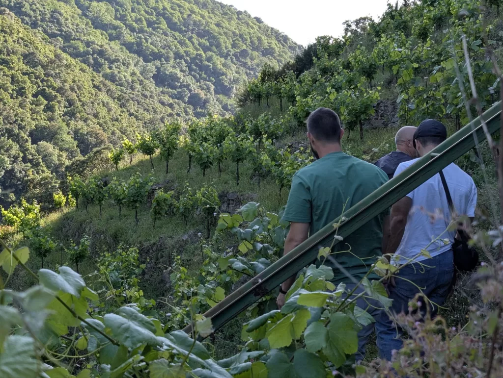 Galicia's Wine Country. Ribeira Sacra